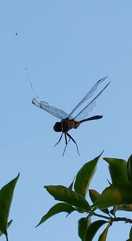 dragonflytrapped